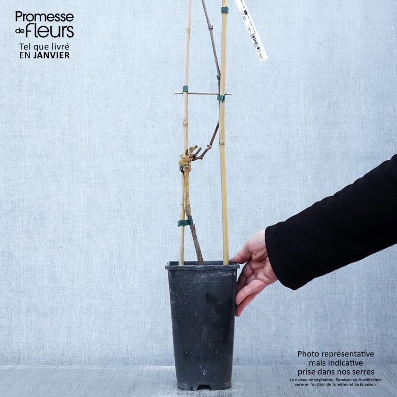 Exemplar von Weinrebe Riesling Topf mit 1,5L/2L wie im Winter geliefert