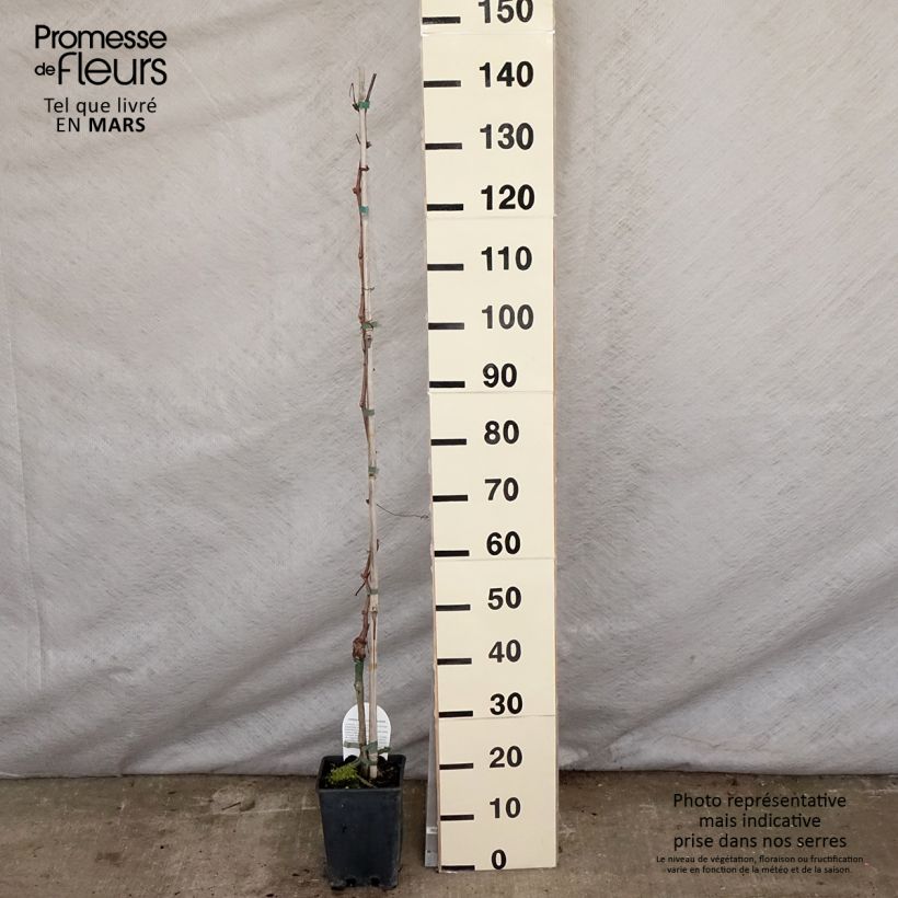 Exemplar von Weinrebe Aperina Rossa Topf mit 3L/4L wie im Frühjahr geliefert