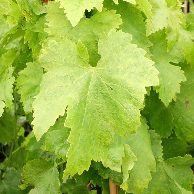 Weinrebe Aperina Rossa (Foliage)