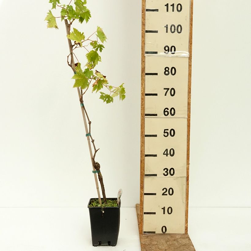 Exemplar von Weinrebe Ametista Topf mit 1,5L/2L wie im Sommer geliefert