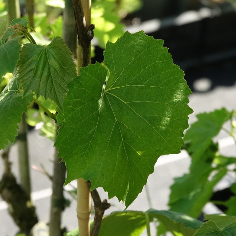 Weinrebe Smeralda - Vitis (Laub)