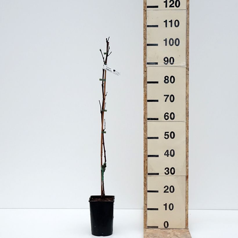 Example of Weinrebe Solara - Vitis (x) vinifera Topf mit 2L/3L as you get in hiver