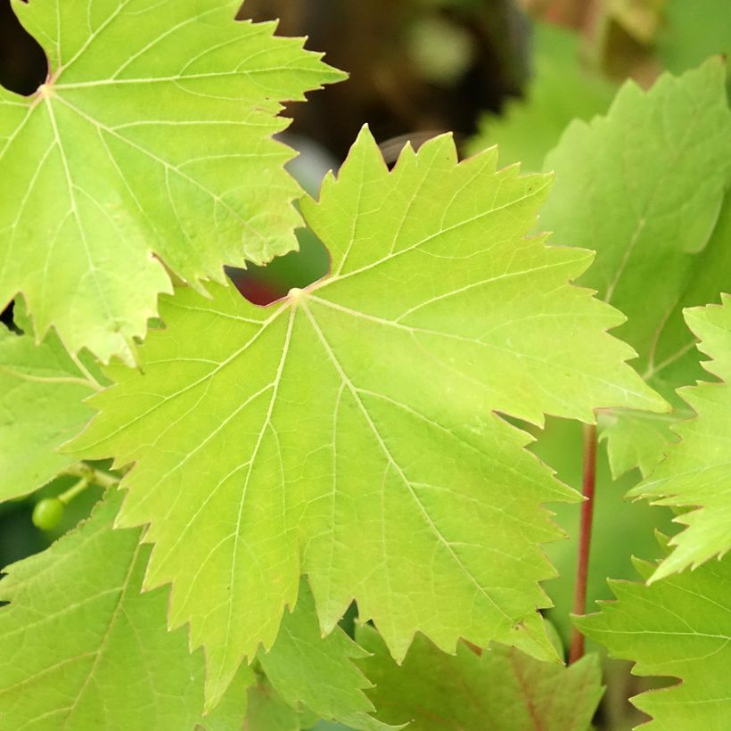 Weinrebe Solara - Vitis (x) vinifera (Foliage)
