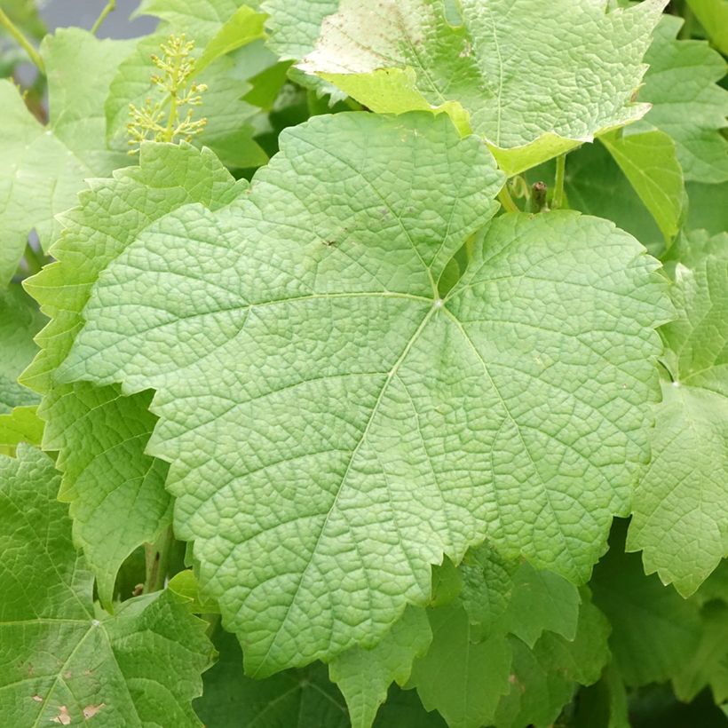 Weinrebe Solaris (Foliage)