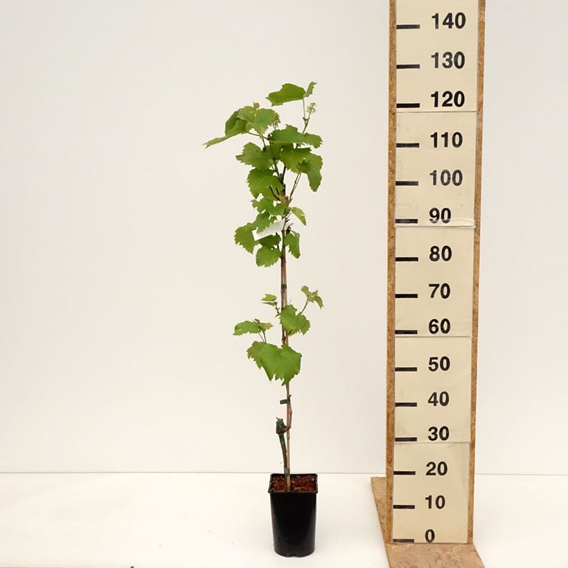 Example of Weinrebe Solaris Topf mit 2L/3L as you get in printemps
