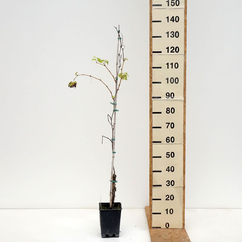 Exemplar von Weinrebe Verdea blanche Topf mit 1,5L/2L wie im Herbst geliefert