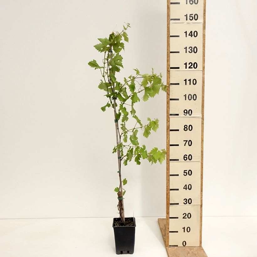 Example of Weinrebe Verdea blanche Topf mit 1,5L/2L as you get in printemps