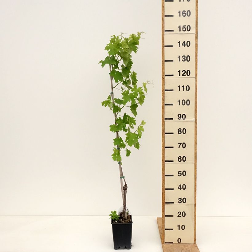 Example of Weinrebe Vermentino bianco Topf mit 1,5L/2L as you get in printemps