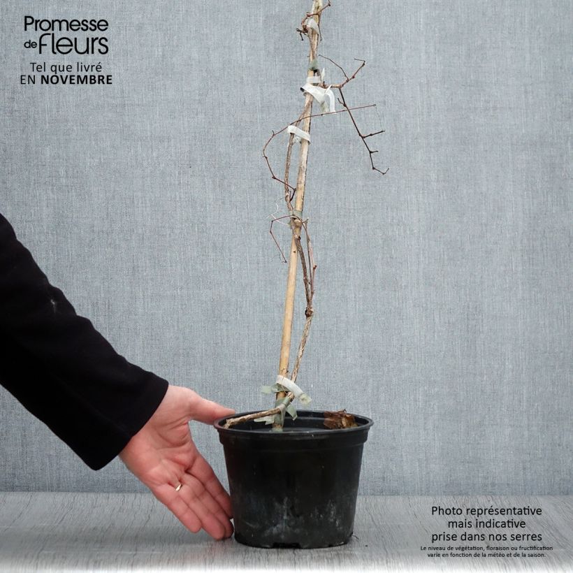 Example of Ampelopsis brevipedunculata Elegans - Ussuri-Scheinrebe Topf mit 1,5L/2L as you get in automne