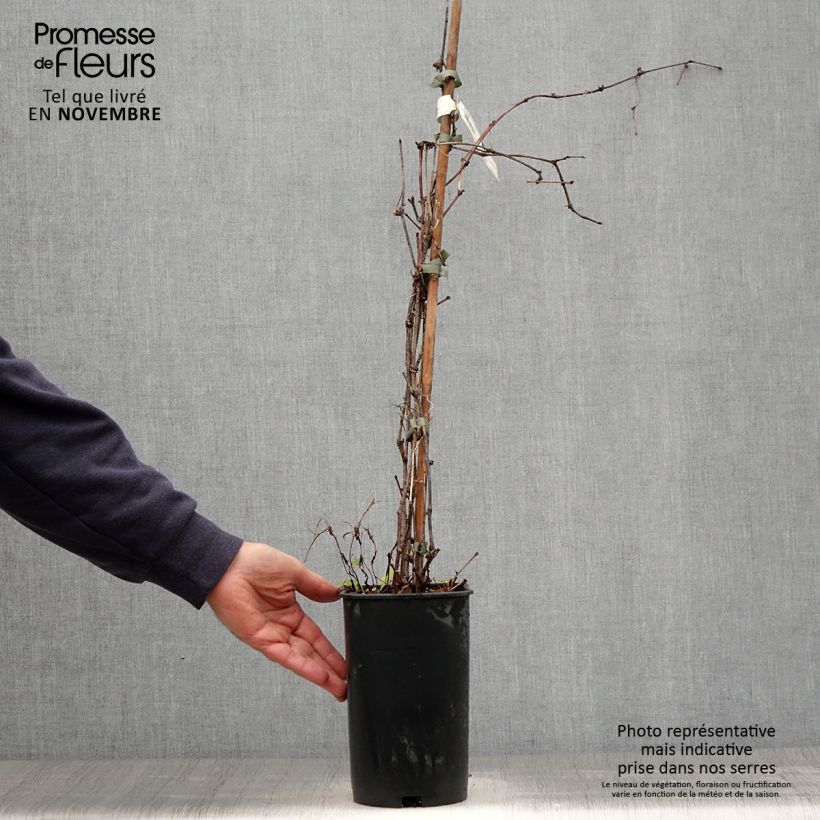 Example of Ampelopsis brevipedunculata Elegans - Ussuri-Scheinrebe Topf mit 3L/4L as you get in automne