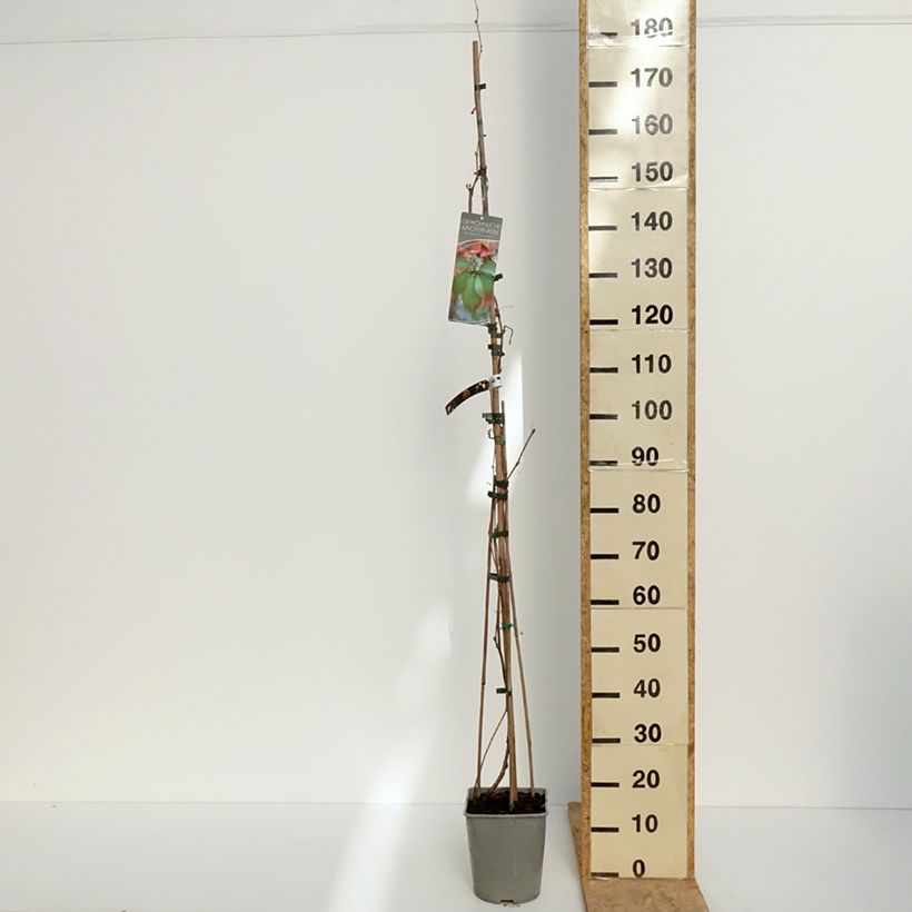 Exemplar von Gewöhnliche Jungfernrebe - Parthenocissus viteacea Topf mit 4L/5L wie im Frühjahr geliefert