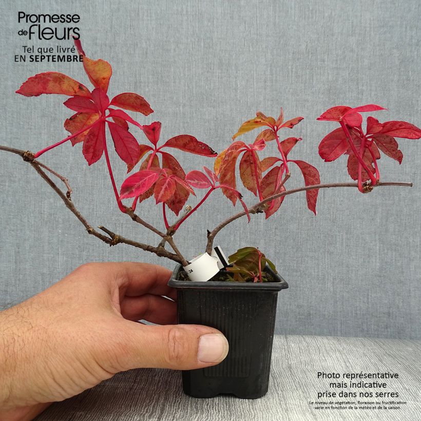 Example of Chinesische Jungfernrebe - Parthenocissus henryana Kleine Töpfe von 8/9 cm as you get in automne