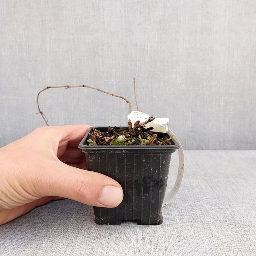 Exemplar von Chinesische Jungfernrebe - Parthenocissus henryana Kleine Töpfe von 8/9 cm wie im Frühjahr geliefert