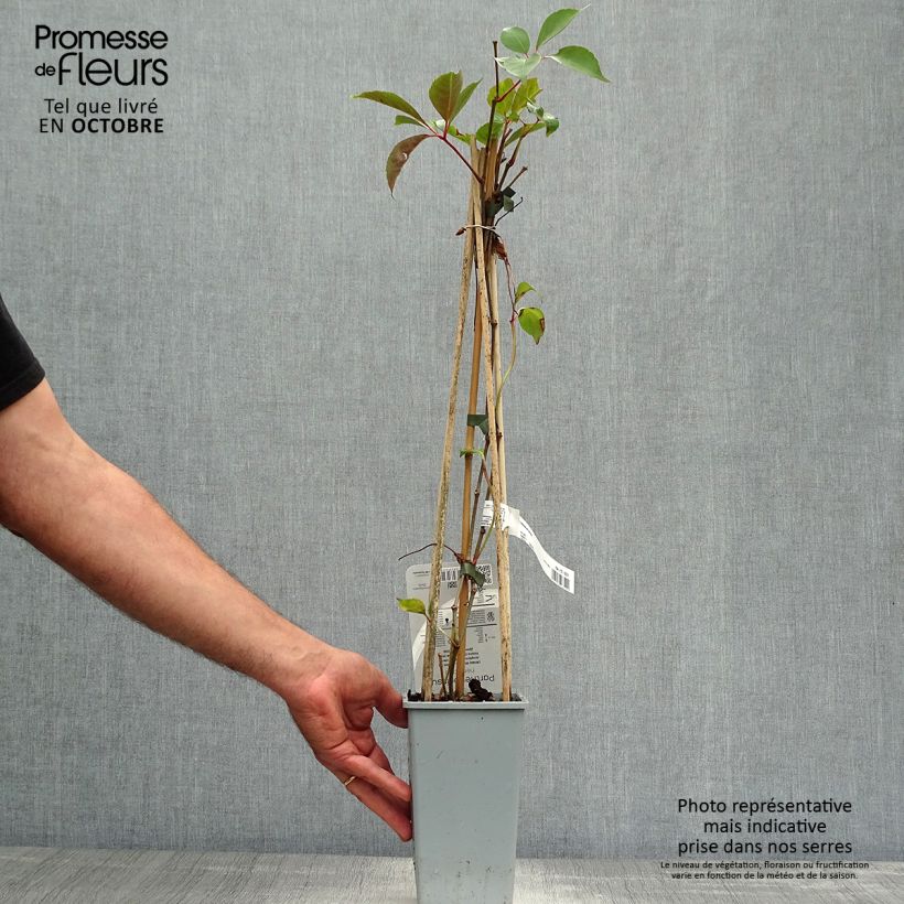 Example of Chinesische Jungfernrebe - Parthenocissus henryana Topf mit 2L/3L as you get in automne