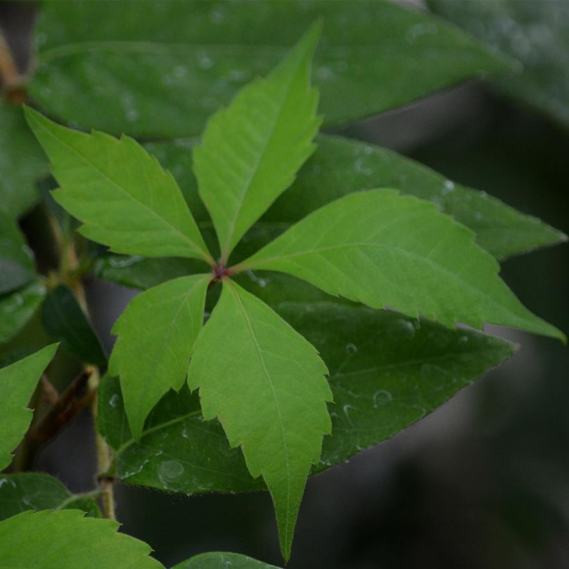 Wilder Wein Engelmannii - Parthenocissus quinquefolia (Foliage)