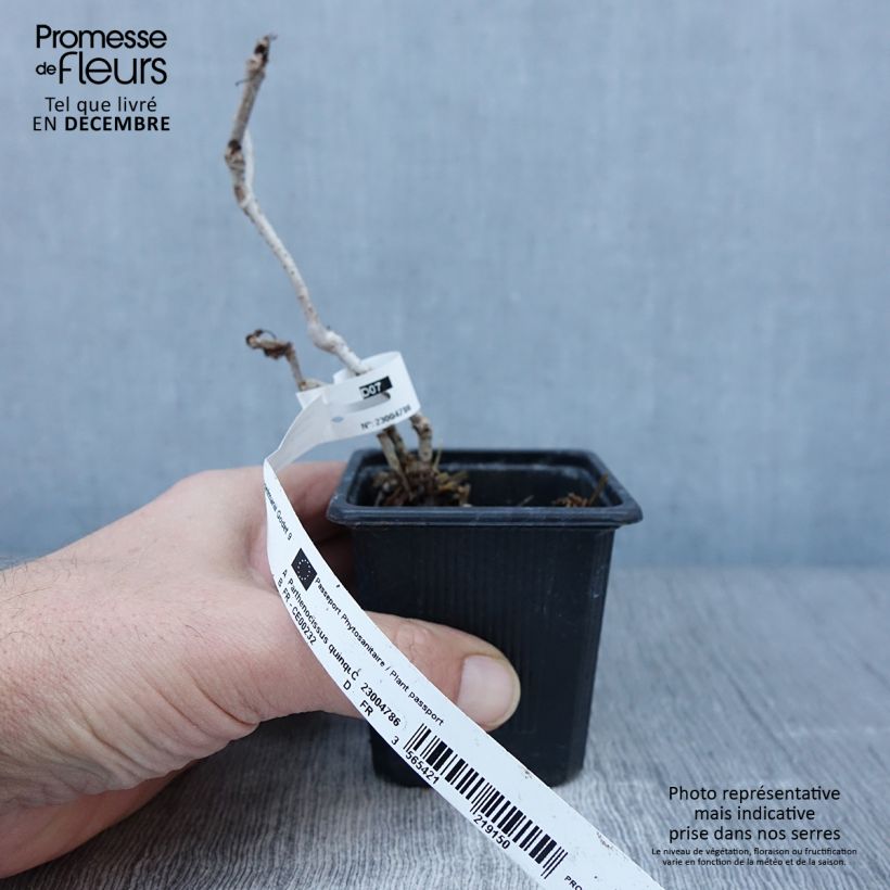 Example of Wilder Wein Engelmannii - Parthenocissus quinquefolia Kleine Töpfe von 8/9 cm as you get in automne