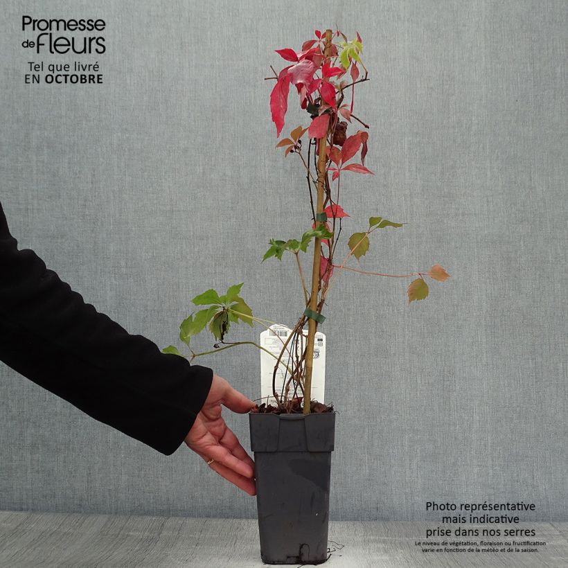 Example of Wilder Wein Engelmannii - Parthenocissus quinquefolia Topf mit 2L/3L as you get in automne