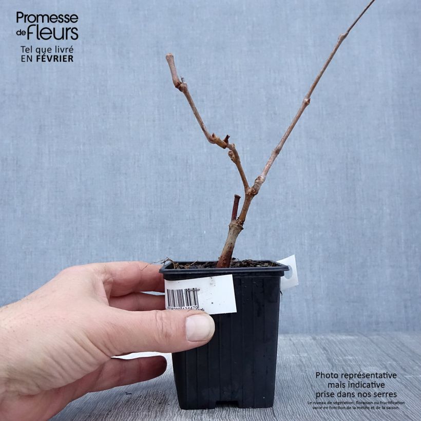 Example of Wilder Wein Kirigami - Parthenocissus quinquefolia Kleine Töpfe von 8/9 cm as you get in hiver