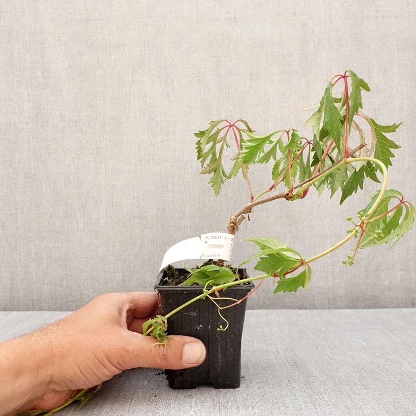 Exemplar von Wilder Wein Kirigami - Parthenocissus quinquefolia Kleine Töpfe von 8/9 cm wie im Frühjahr geliefert