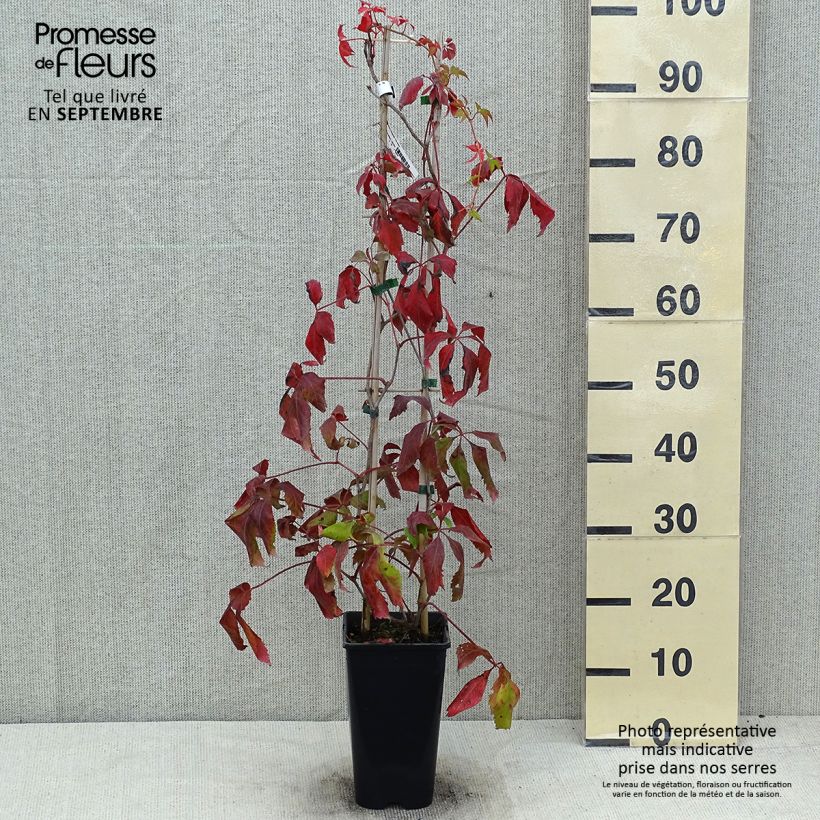 Example of Wilder Wein Murorum - Parthenocissus quinquefolia Topf mit 1,5L/2L as you get in ete