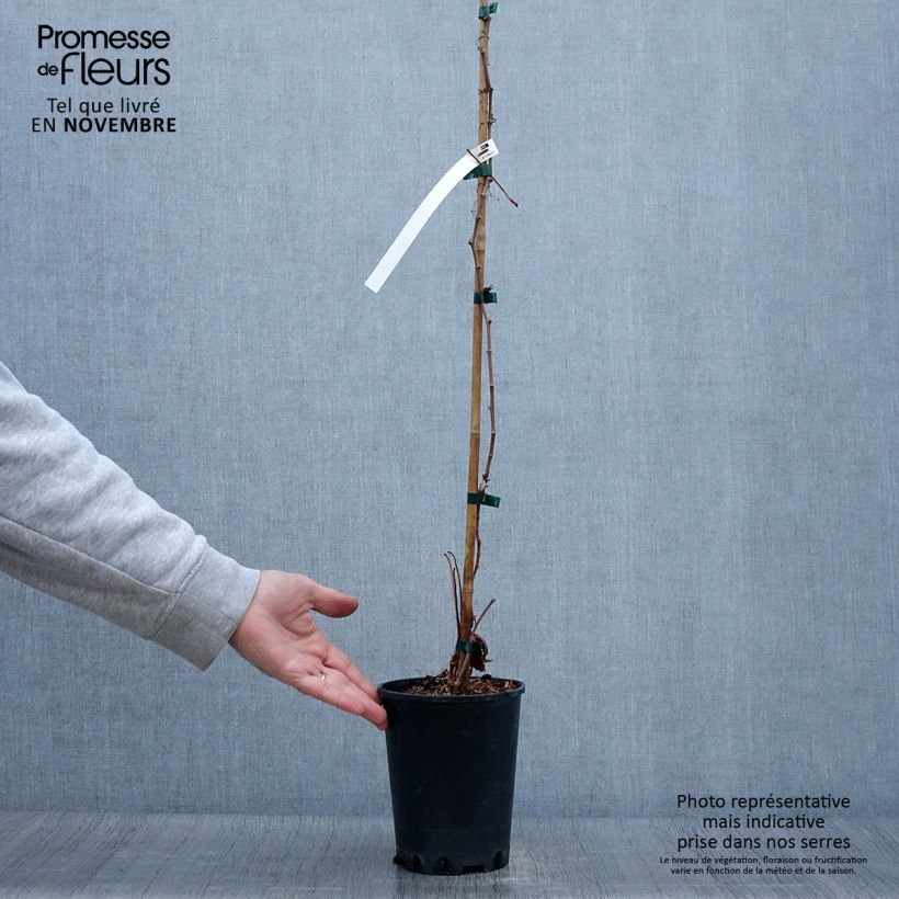 Example of Wilder Wein Murorum - Parthenocissus quinquefolia Topf mit 3L/4L as you get in automne