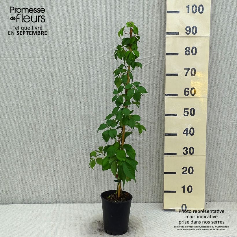 Exemplar von Wilder Wein Murorum - Parthenocissus quinquefolia Topf mit 3L/4L wie im Sommer geliefert
