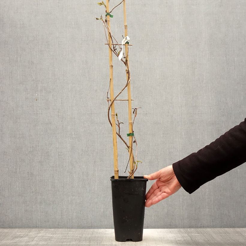 Exemplar von Wilder Wein Murorum - Parthenocissus quinquefolia Topf mit 3L/4L wie im Frühjahr geliefert