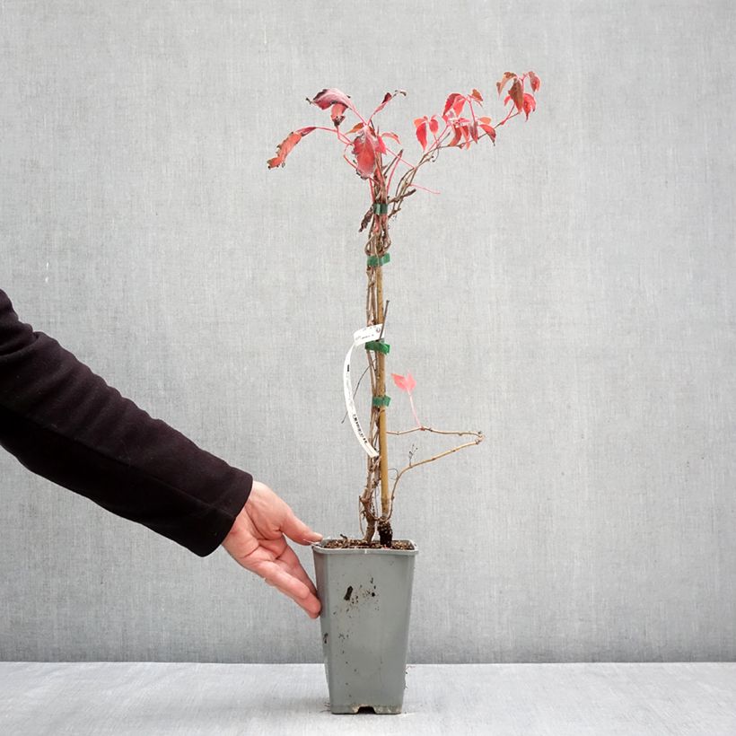 Exemplar von Wilder Wein Murorum - Parthenocissus quinquefolia Topf mit 1,5L/2L wie im Herbst geliefert