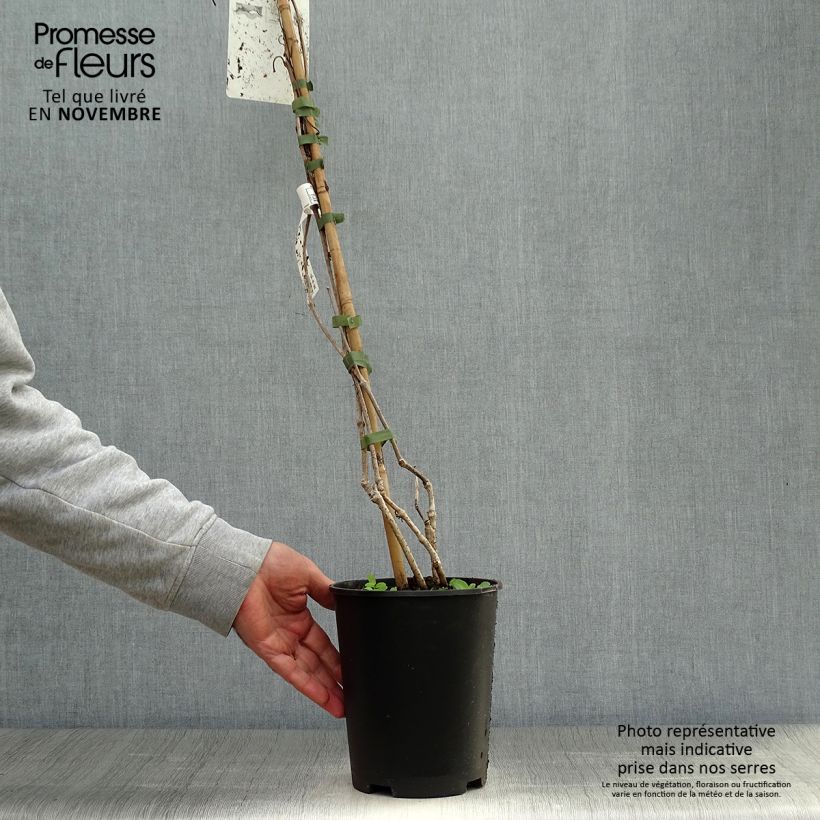 Example of Wilder Wein - Parthenocissus quinquefolia Topf mit 2L/3L as you get in automne