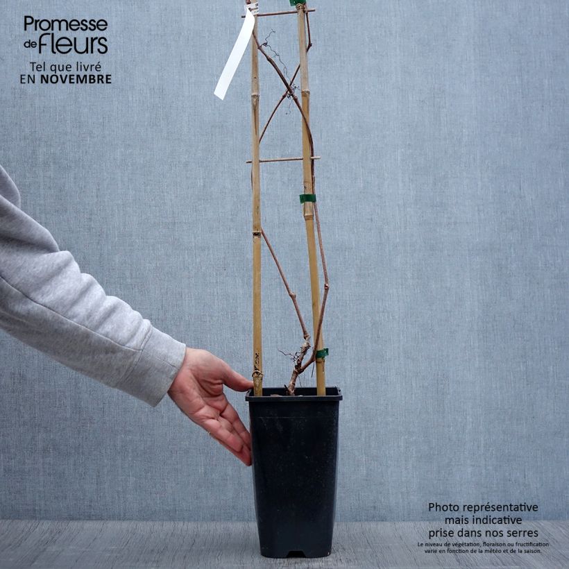 Example of Wilder Wein Red wall Troki - Parthenocissus quinquefolia Topf mit 2L/3L as you get in automne