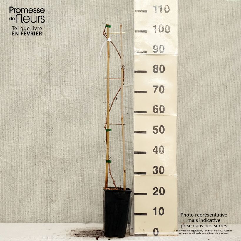 Exemplar von Wilder Wein Red wall Troki - Parthenocissus quinquefolia Topf mit 2L/3L wie im Winter geliefert