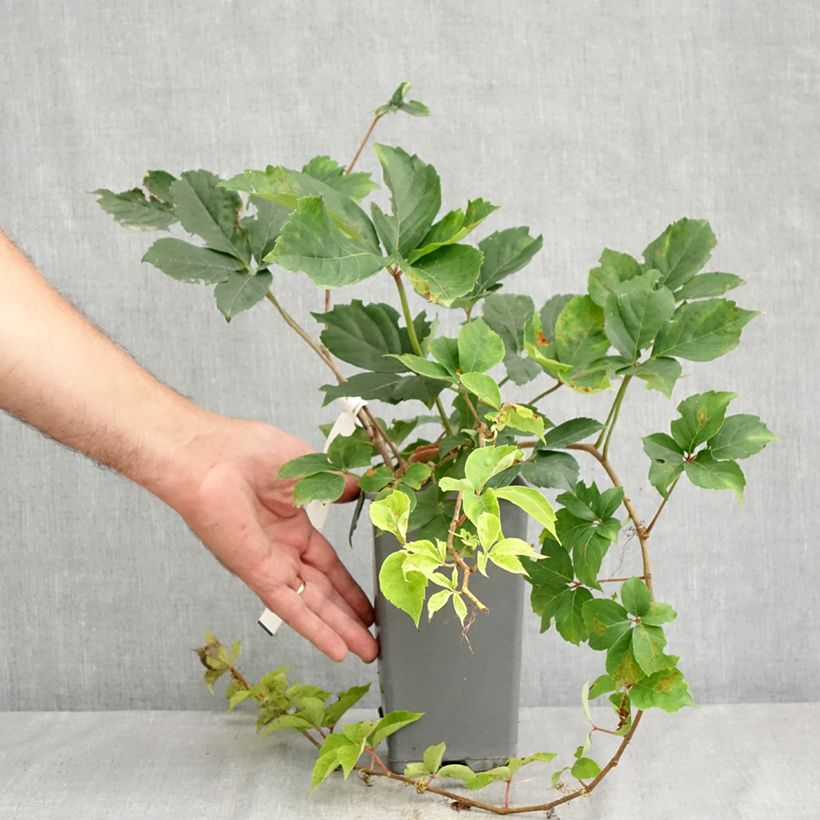 Example of Wilder Wein Yellow Wall - Parthenocissus quinquefolia Topf mit 1,5L/2L as you get in ete