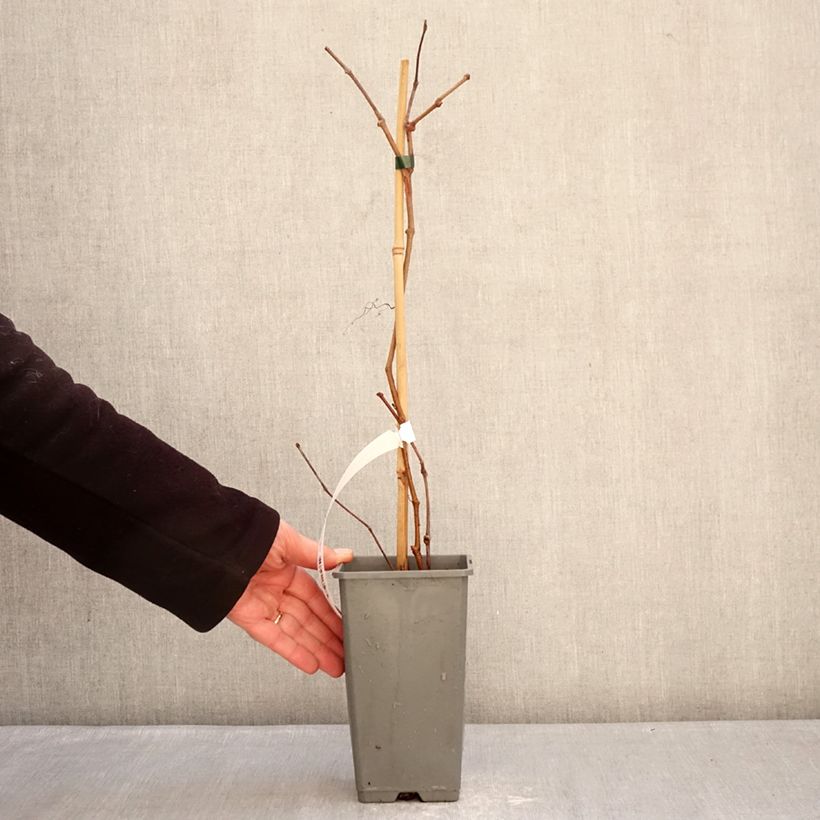 Exemplar von Wilder Wein Yellow Wall - Parthenocissus quinquefolia Topf mit 1,5L/2L wie im Winter geliefert