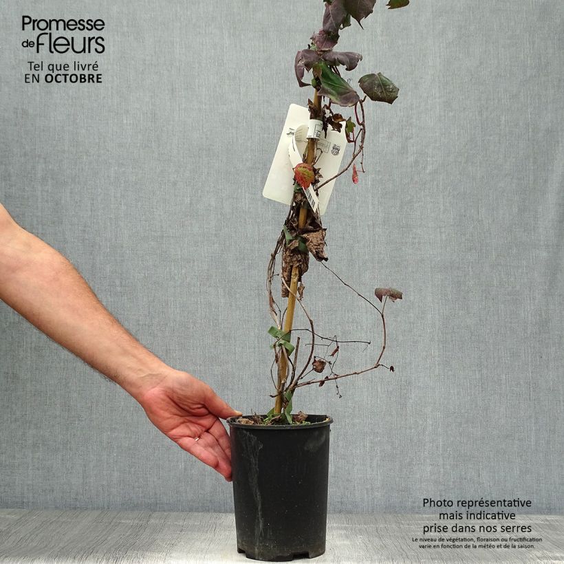 Example of Kletterwein Atropurpurea - Parthenocissus tricuspidata Topf mit 2L/3L as you get in automne