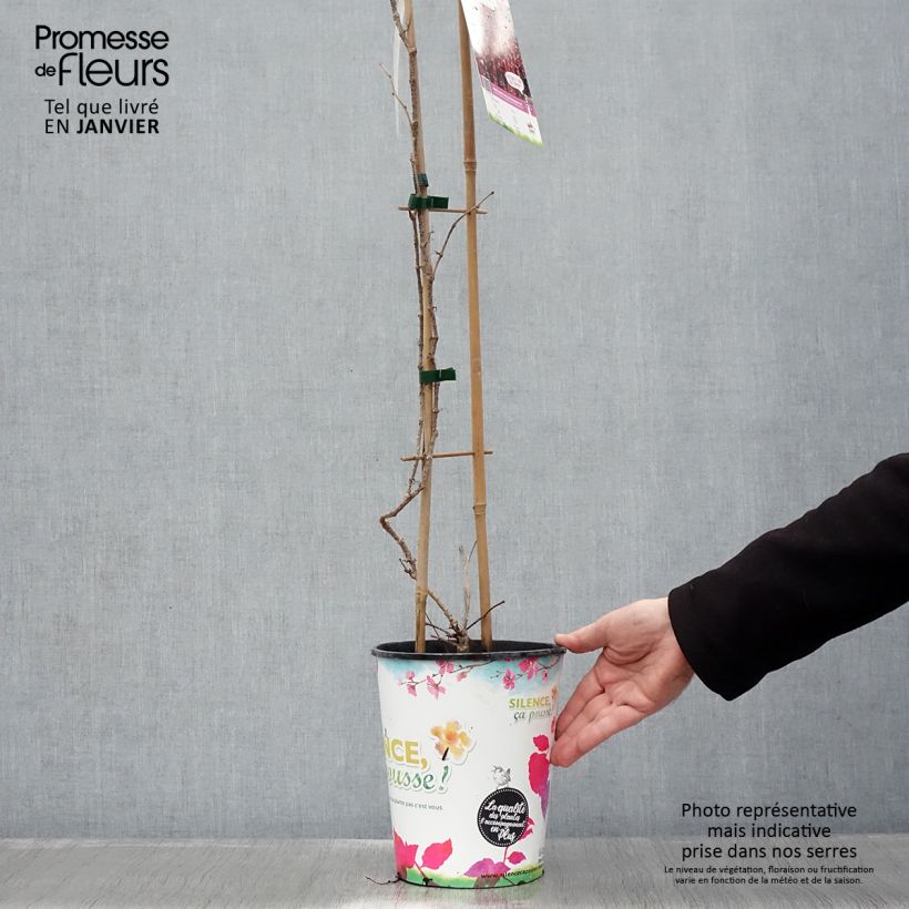 Exemplar von Kletterwein Atropurpurea - Parthenocissus tricuspidata Topf mit 2L/3L wie im Winter geliefert