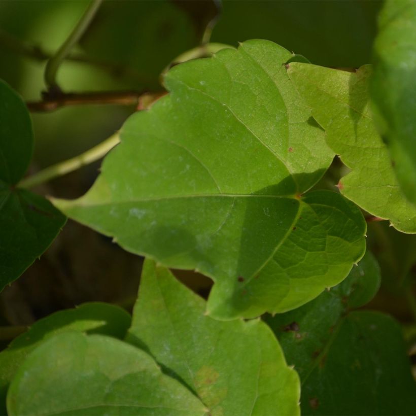 Kletterwein Fenway Park - Parthenocissus tricuspidata (Foliage)