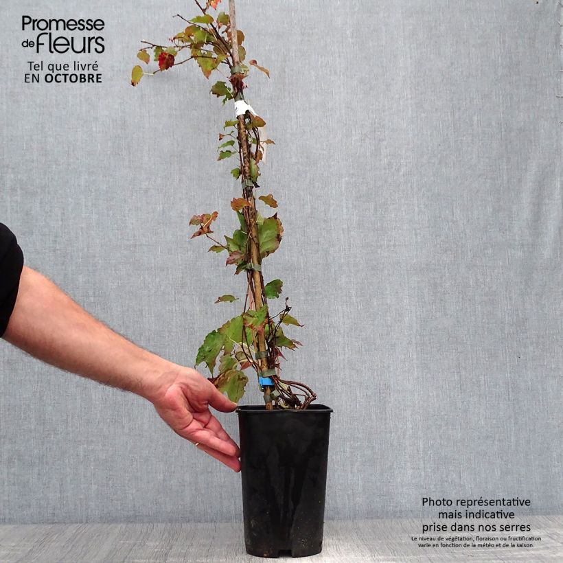 Example of Kletterwein Minutifolia - Parthenocissus tricuspidata Topf mit 2L/3L as you get in automne