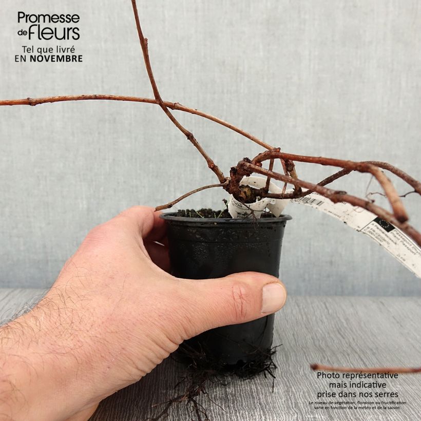 Example of Kletterwein Veitchii - Parthenocissus tricuspidata Kleine Töpfe von 8/9 cm as you get in automne
