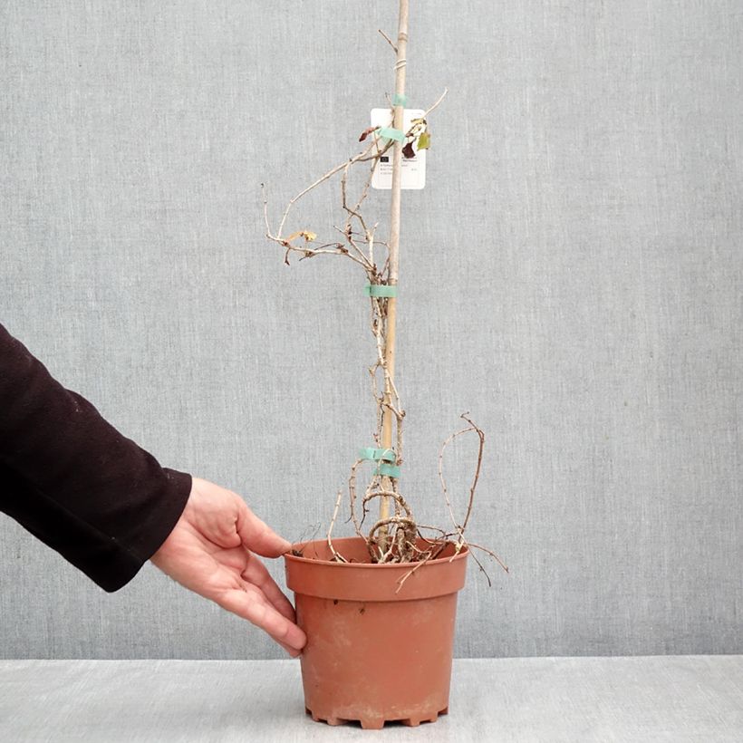 Exemplar von Kletterwein Veitchii - Parthenocissus tricuspidata Topf mit 2L/3L wie im Herbst geliefert