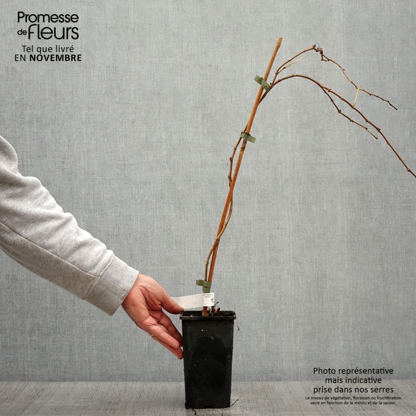 Example of Kletterwein Veitchii Robusta - Parthenocissus tricuspidata Topf mit 1,5L/2L as you get in automne