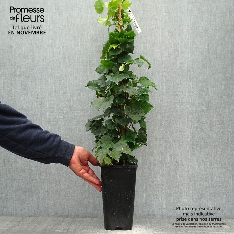 Example of Kletterwein Veitchii Robusta - Parthenocissus tricuspidata Topf mit 2L/3L as you get in automne