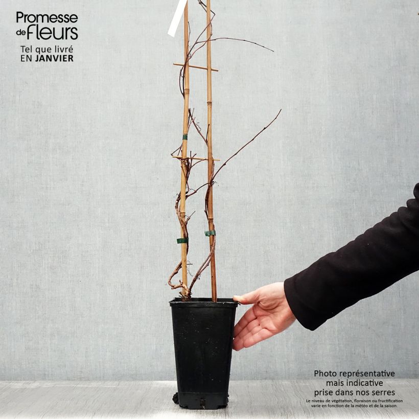 Exemplar von Kletterwein Veitchii Robusta - Parthenocissus tricuspidata Topf mit 2L/3L wie im Winter geliefert