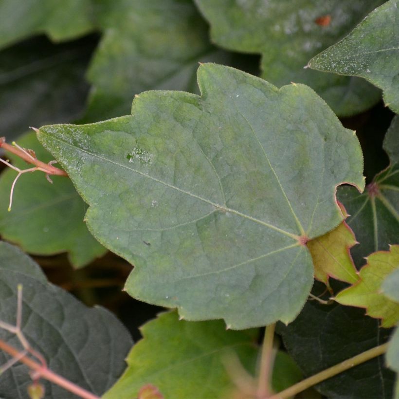 Kletterwein Veitchii - Parthenocissus tricuspidata (Foliage)