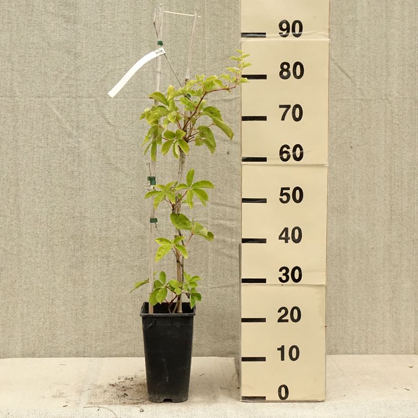 Example of Wilder Wein Yellow Wall - Parthenocissus quinquefolia Topf mit 3L/4L as you get in ete