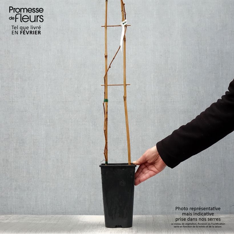 Exemplar von Wilder Wein Yellow Wall - Parthenocissus quinquefolia Topf mit 3L/4L wie im Winter geliefert