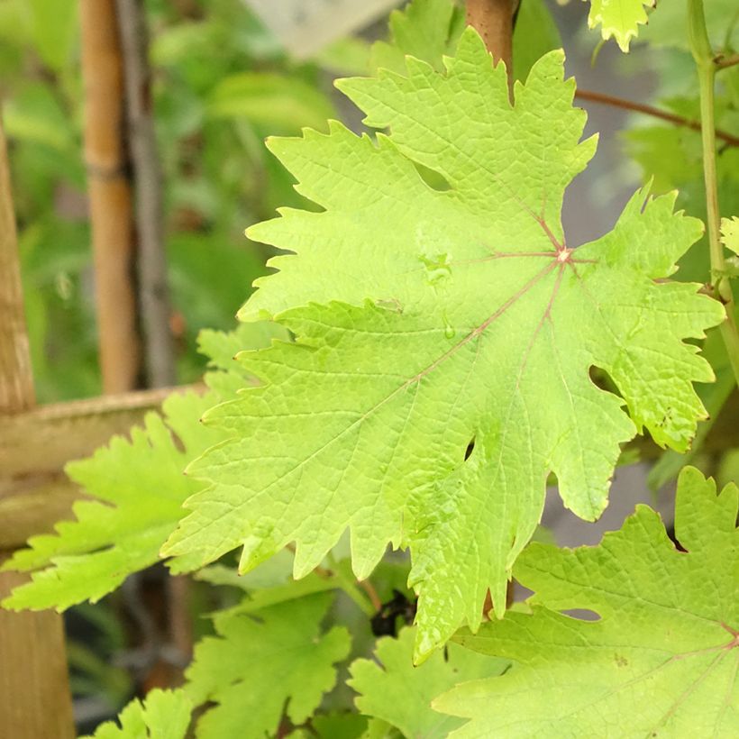 Weinrebe Argentina (GARGIULO 130387) (Foliage)
