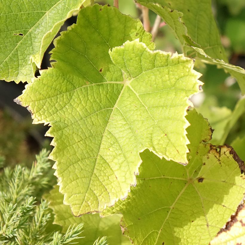Weinrebe Himrod (Foliage)