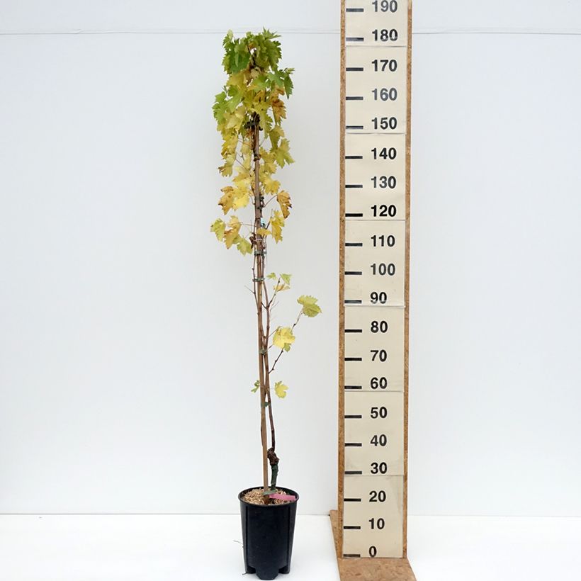 Exemplar von Vigne - Vitis vinifera Miss Pink Pot de 4L/5L wie im Herbst geliefert