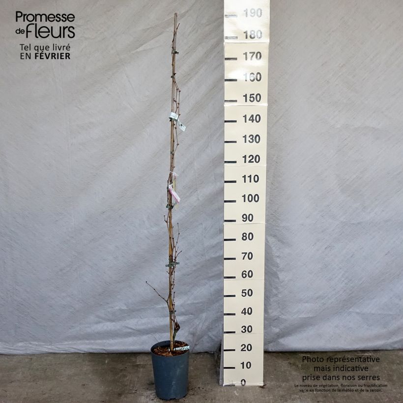 Exemplar von Weinrebe Palatina Topf mit 4L/5L wie im Winter geliefert