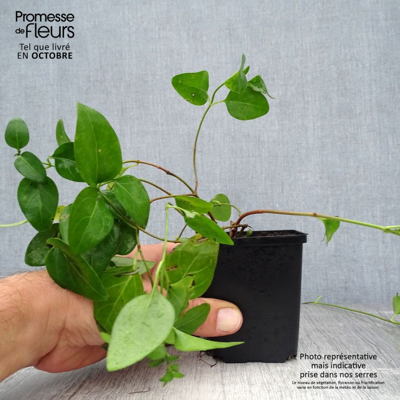 Example of Vinca major - Großes Immergrün Kleine Töpfe von 7/8 cm as you get in automne